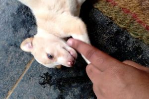 Mini-attack by cute puppies | Mili's Puppies | 2019