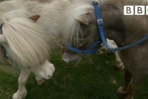 Miniature horses go dating ❤️ | Ronnie's Animal Crackers - BBC