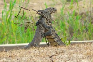 Monitor Lizards In Vicious Battle