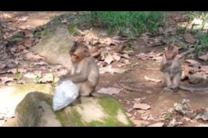 Monkey Animals Life - Monkey Playing Fun Together - How To Make Fun With Monkey