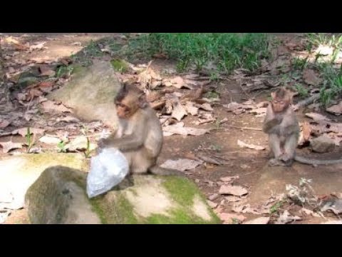 Monkey Animals Life - Monkey Playing Fun Together - How To Make Fun With Monkey