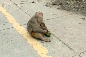 Monkeys with their babies  playing & eating || baby monkeys cute animals
