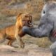 Most Amazing Wild Animal Attacks | When Prey Fights Back | Craziest Animal Fights 2016