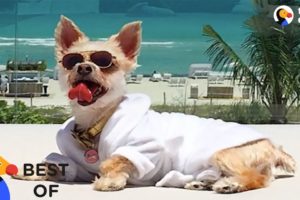 Most Spoiled Animals Living The Good Life Compilation | The Dodo Best Of