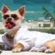 Most Spoiled Animals Living The Good Life Compilation | The Dodo Best Of