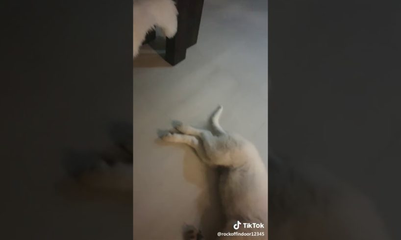 Most cutest puppy you'll ever see