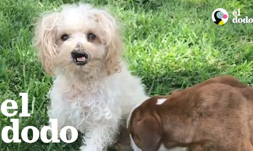 Mujer adopta todos los animales que nadie quiere | El Dodo