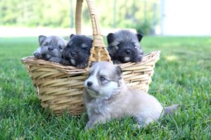 Must See! Blue Eyed 2nd Generation Pomskies Cute Puppies - Pomsky Puppies For Sale