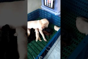 My cute puppies Part 3