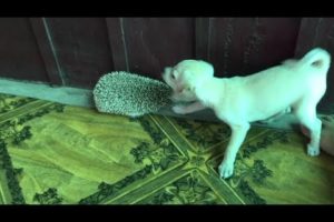 My cute puppies playing with porcupines, Dog barking