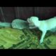 My cute puppies playing with porcupines, Dog barking