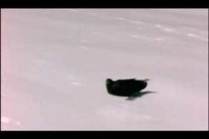 NATURE | Ravens | Ravens Playing in Snow | PBS