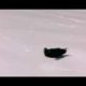 NATURE | Ravens | Ravens Playing in Snow | PBS