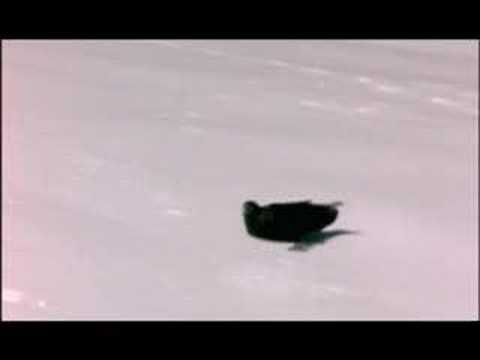 NATURE | Ravens | Ravens Playing in Snow | PBS