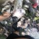 NEAR DEATH CAPTURED by GoPro man gets stuck underwater