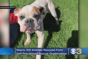 Nearly 100 Animals Rescued From Self-Proclaimed Rescue Organization Over Unsanitary Conditions, Penn