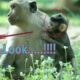 Newborn ....!!! Happy Play with mom(Janna) But Janna very exhaust her new baby|| #Monkeylife