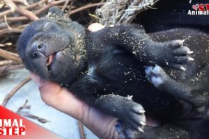 Newborn Stray Puppy Rescued and Back to New Life in Full of Joy