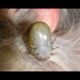 OUROBOROS Remove Big Ticks From Poor Dog   Rescue Dog From Ticks save poor dog