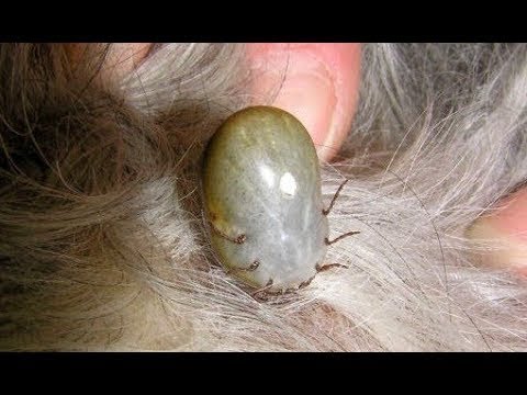 OUROBOROS Remove Big Ticks From Poor Dog Rescue Dog From Ticks save poor dog