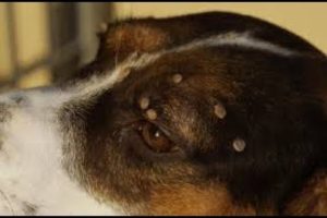 OUROBOROS animal Rescue remove Ticks from poor puppy 2020 brick model building