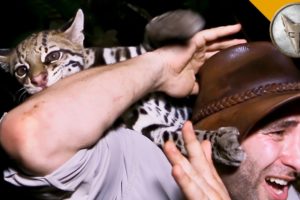 Ocelot ATTACK!