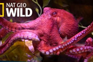 Octopuses 101 | Nat Geo Wild