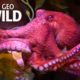 Octopuses 101 | Nat Geo Wild