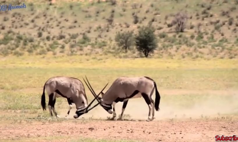 Oryx fights back with leopard,lion and wild dogs -  Snake vs frog, Python vs lion vs zebra