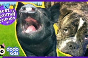 Oskar the Dad Dog Raises Cutest Baby Pig | Animal Videos For Kids | Dodo Kids: Best Animal Friends