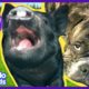 Oskar the Dad Dog Raises Cutest Baby Pig | Animal Videos For Kids | Dodo Kids: Best Animal Friends