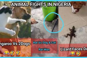 Part 1: Funny Animal F!ght Video Compilation In Nigeria