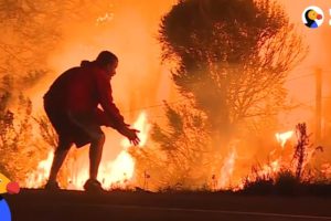 People Rescuing Animals From California Wildfires | The Dodo