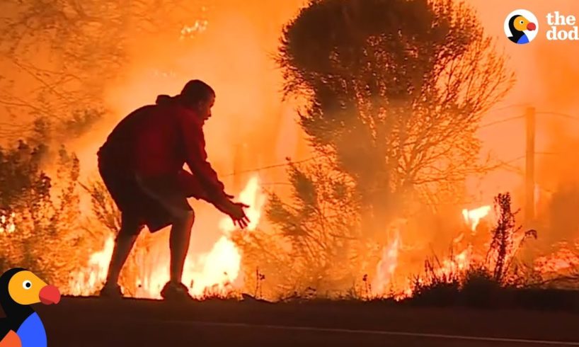 People Rescuing Animals From California Wildfires | The Dodo