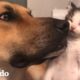 Pequeña gatita y gran perro son mejores amigos | El Dodo