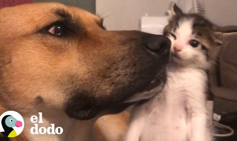 Pequeña gatita y gran perro son mejores amigos | El Dodo