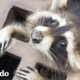 Pequeño mapache queda atrapado en alcantarilla | El Dodo