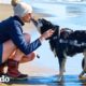 Perro de 14 años recibe su vida de vuelta | El Dodo