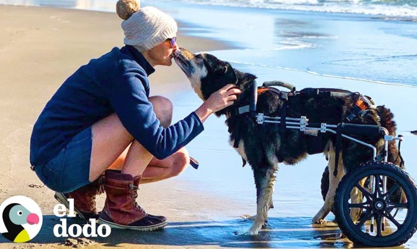 Perro de 14 años recibe su vida de vuelta | El Dodo