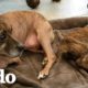 Perro de solo dos patitas le enseña a un cachorrito como caminar | El Dodo