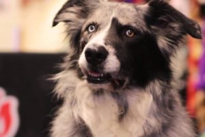Pet Adoption - TV Commercial