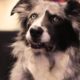 Pet Adoption - TV Commercial