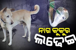 Pet Dog Fights And Prevented Cobra Snake From Entering House In Jeypore