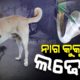 Pet Dog Fights And Prevented Cobra Snake From Entering House In Jeypore