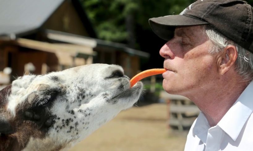 Petting farm for rescued animals could face sad ending