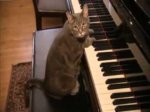 Piano Playing Cat : Top 10 Most Talented Pets