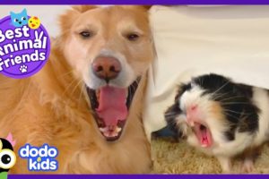 Pippin The Dog Has A Guinea Pig Shadow | Animal Videos For Kids | Dodo Kids: Best Animal Friends