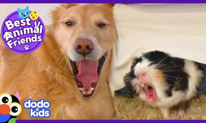 Pippin The Dog Has A Guinea Pig Shadow | Animal Videos For Kids | Dodo Kids: Best Animal Friends