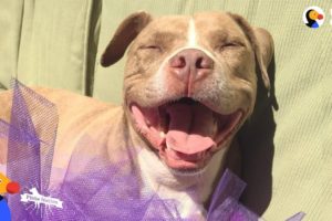 Pit Bull Dog Locked Away For Years Gets To Be a Dog Again | The Dodo Pittie Nation