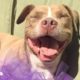 Pit Bull Dog Locked Away For Years Gets To Be a Dog Again | The Dodo Pittie Nation